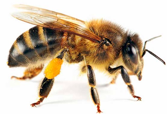 Abeja