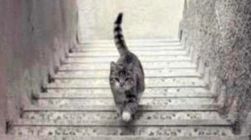 gato en la escalera